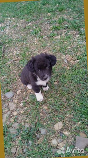 Щенок в добрые руки