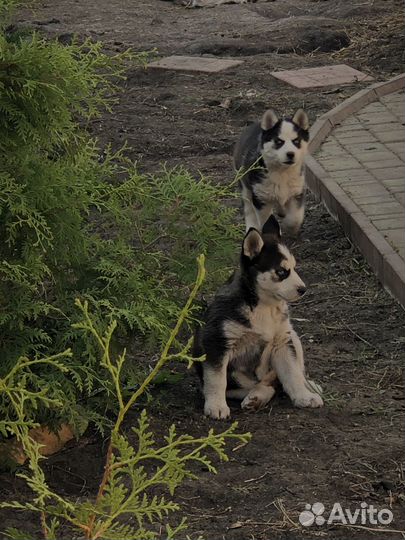 Собаки хаски щенки