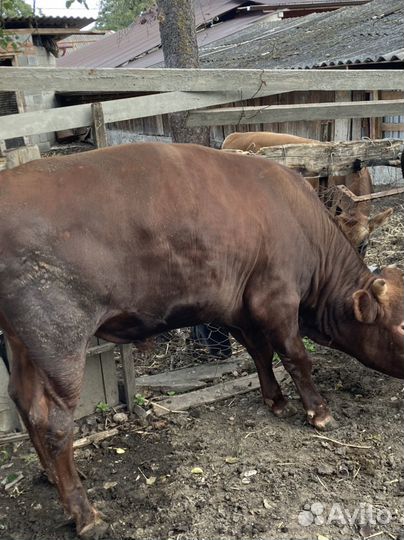 Быки и телка