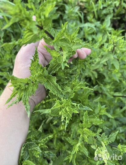 Мята свежая и сушеная