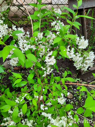 Кустарники, растения для сада