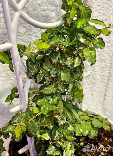 Фикус пумила вишес триколор