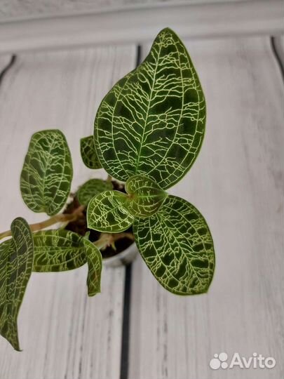 Макодес петола