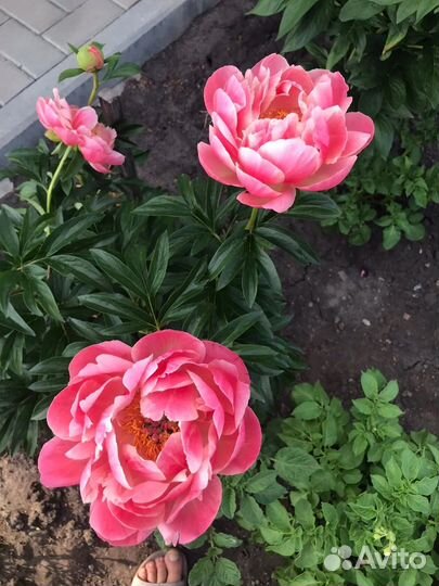 Продаю пионы