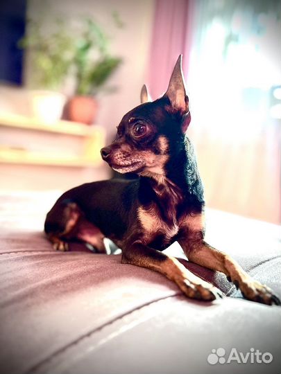 Мини Той терьер