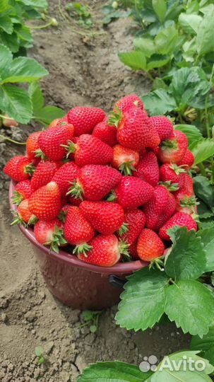 Продаю рассада клубники