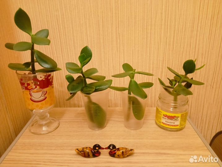 Черенки Крассулы