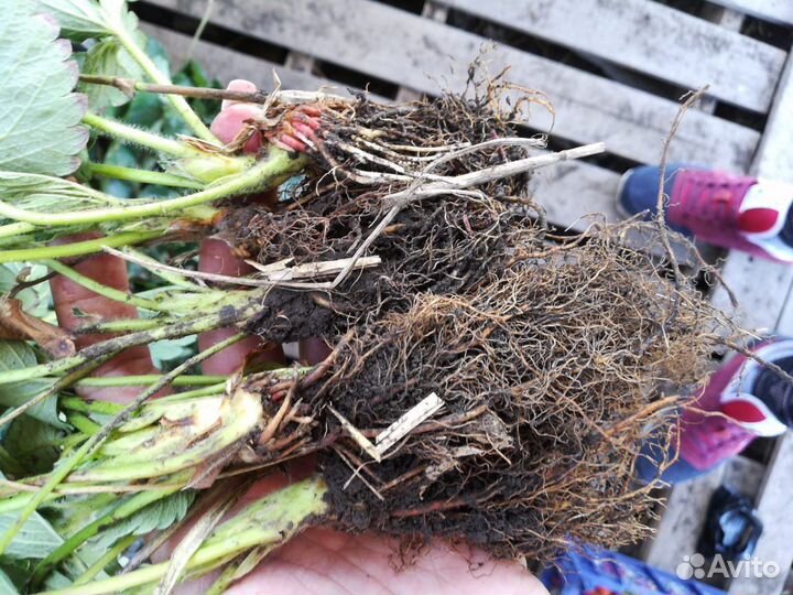 Ремонтантные сорта клубники