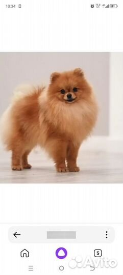 Уход за животными