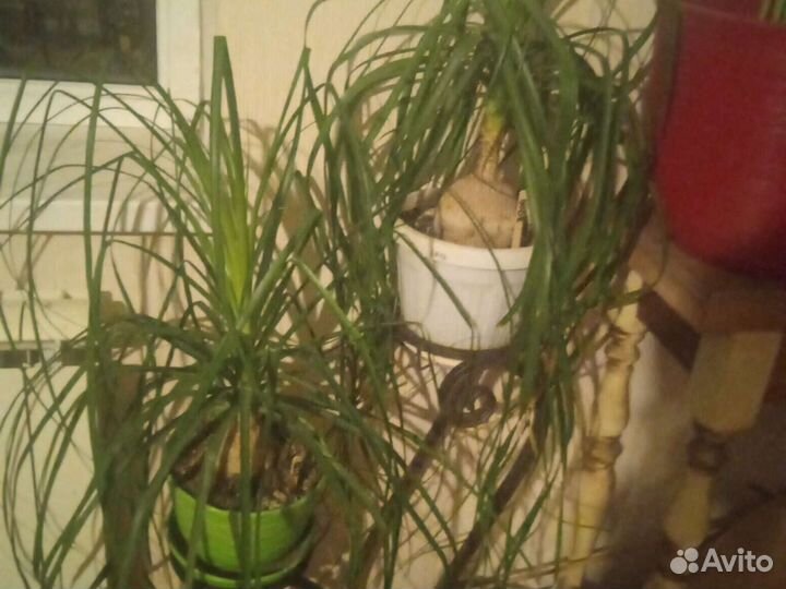 Японский ландыш - офиопогон