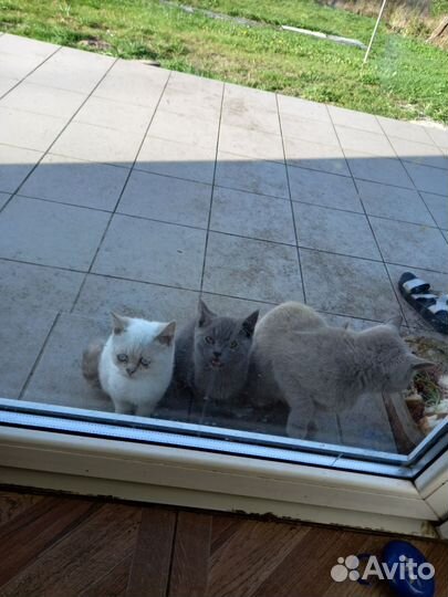 Британские котята