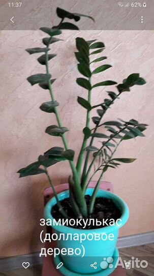 Колумнея. Замиокулькас