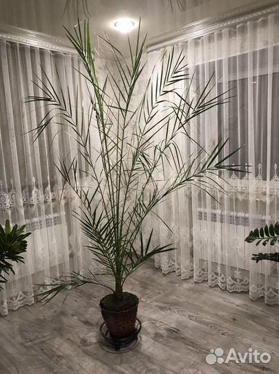 Финиковая пальма