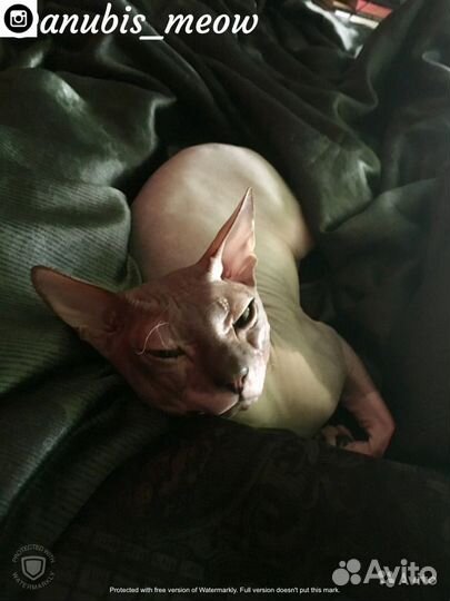 Донской сфинкс - вязка