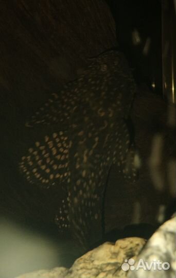 Сом птеригоплихт