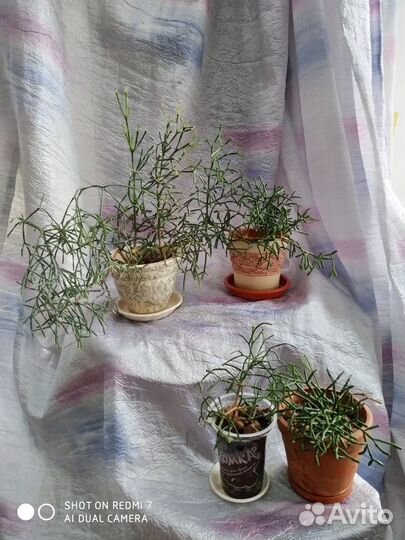 Цветок Рипсалис