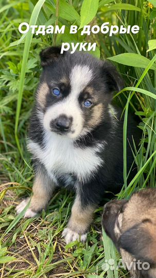 Щенки хаски бесплатно