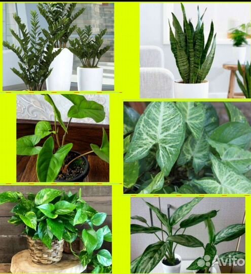 Сингониум, сансевьерия, спатифиллум хлорофитум