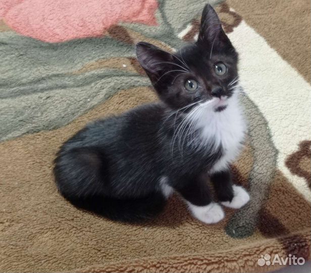 Котёнок