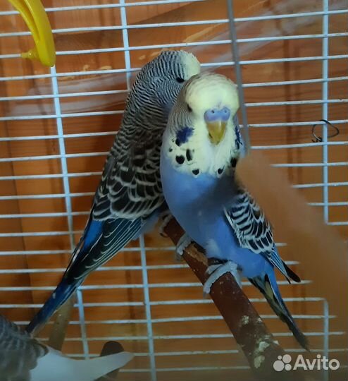 Попугаи Чехи,кареллы,неразлучник