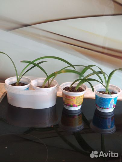 Гиппеаструм луковицы (детки)