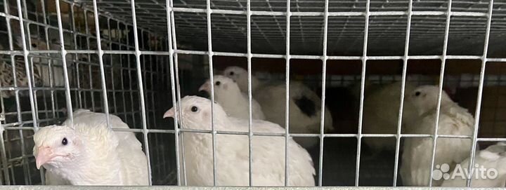 Перепел техасцы несушки, яйцо кур, перепелок