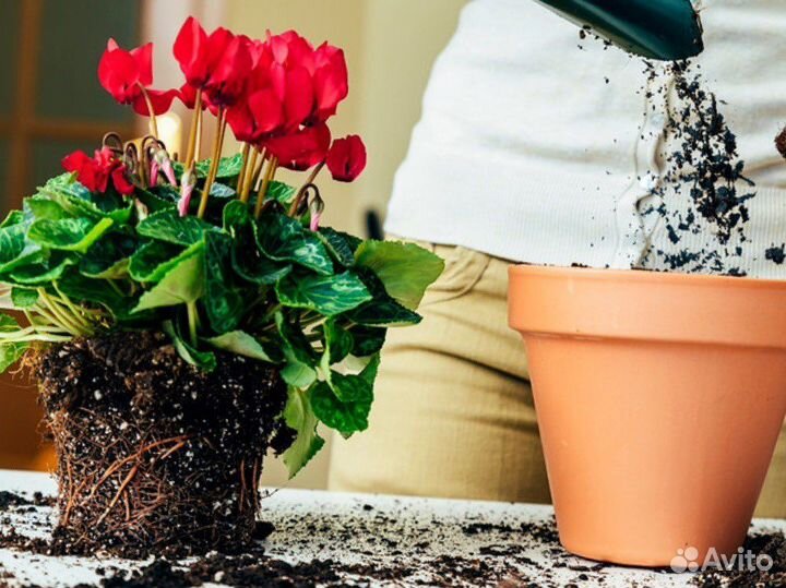 Грунт растительный