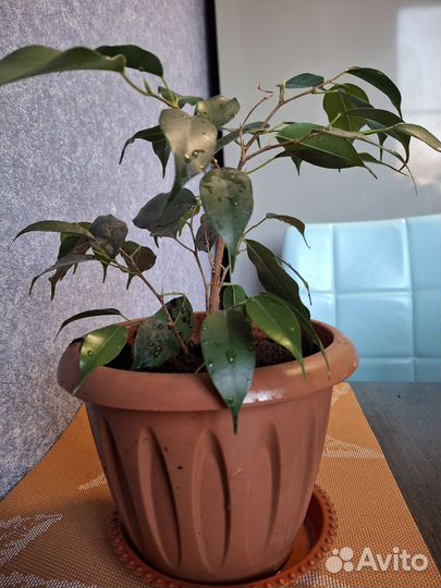 Фикус бенджамина