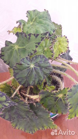 Комнатные растения