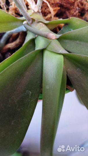 Орхидея бабочка Грин Бэтмен взрослая