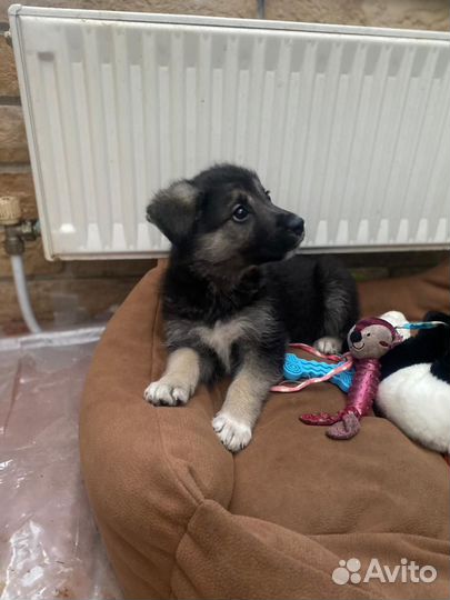 Овчаристые щенки