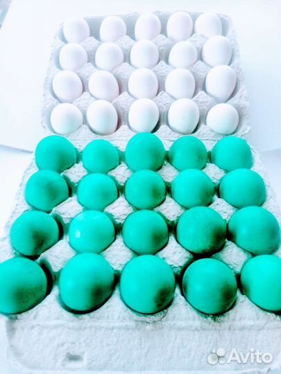 Инкубационное яйцо перепелов Виргинских,Селадонов