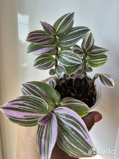 Традесканции