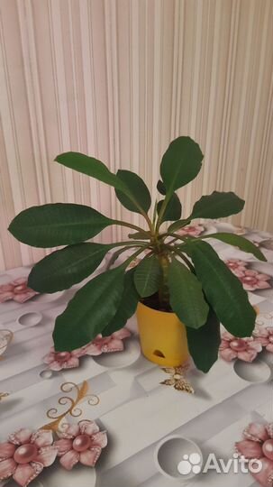 Замиокулькас