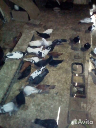 Голуби узбекские, пакистанские, иранские,бакинские