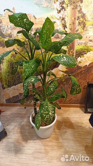 Диффенбахия