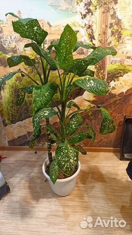 Диффенбахия