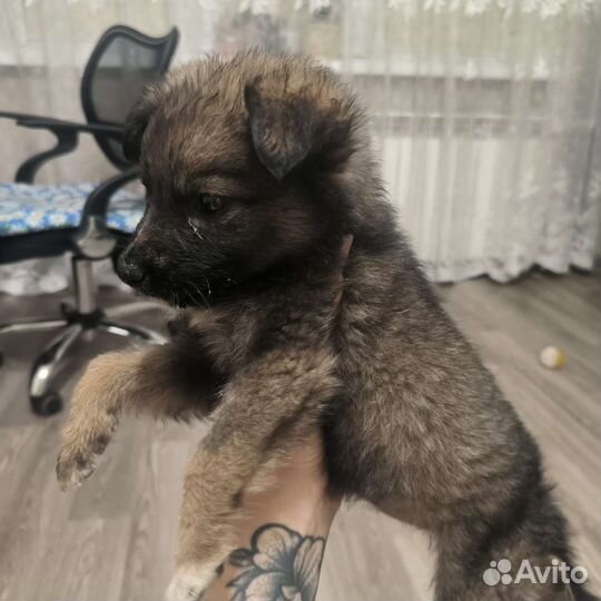 Маленькая собака в добрые руки