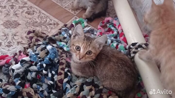Котята 2 -3 месяца