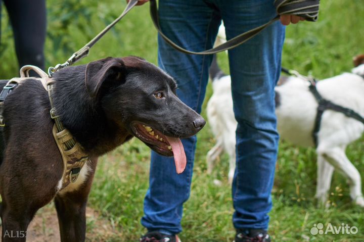 Собака в добрые руки. Олаф