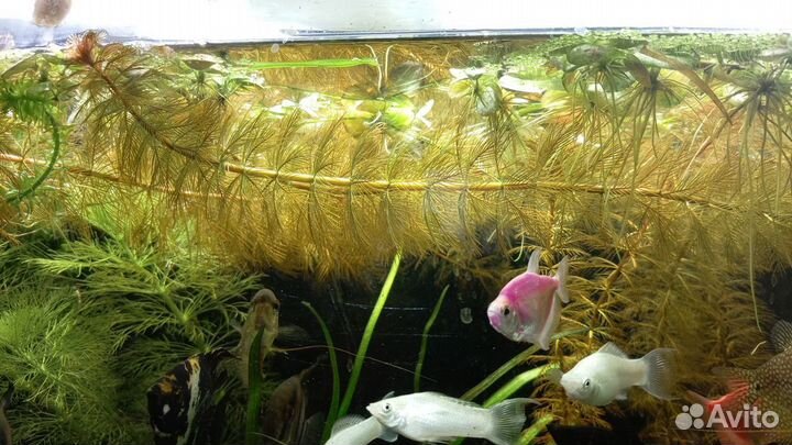 Аквариумные растения