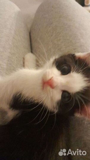 Котята в добрые руки бесплатно