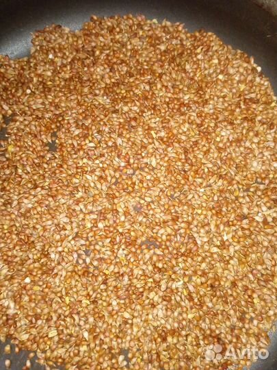 Семена Краснолистной яблони Недзвецкого 100 г