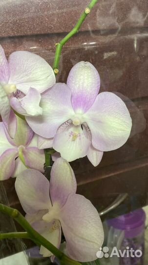 Орхидея биглиб 