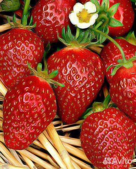 Рассада клубники клери