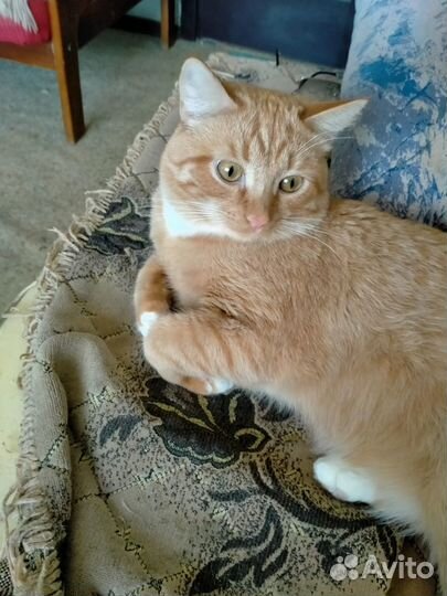 Котенок мальчик бесплатно