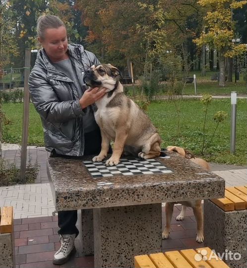 Щенки. Майоркский мастиф