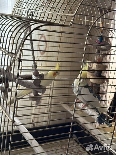 Попугай корелла с клеткой