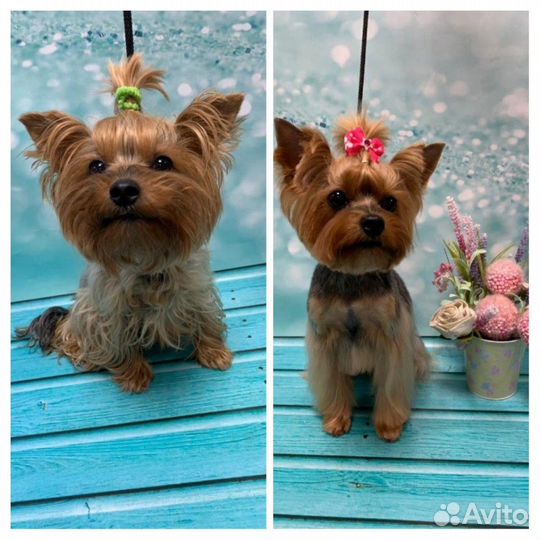 Стрижка собак и кошек