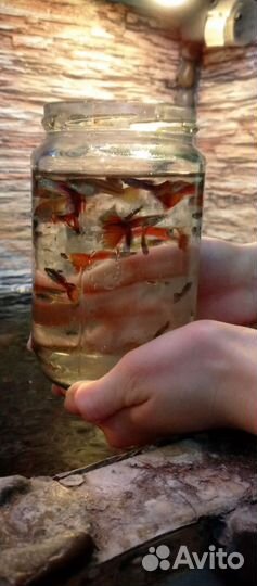 Рыбки гуппи